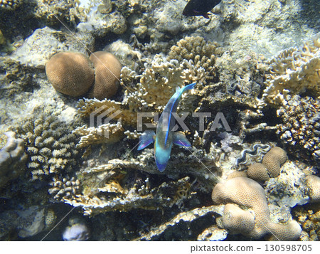 Parrotfish Scaridae swimming over coral reef with brain coral Diploria, staghorn coral Acropora, 130598705