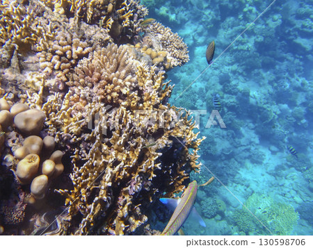 Parrotfish Scaridae with sergeant major fish Abudefduf saxatilis and wrasse Labridae swimming near Parrotfish Scaridae with sergeant major fish Abudefduf saxatilis and wrasse Labridae swimming near 130598706