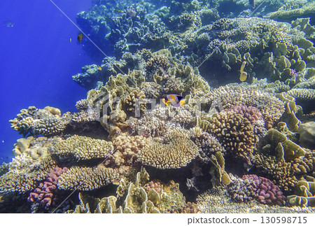 Royal angelfish Pygoplites diacanthus with masked butterflyfish Chaetodon semilarvatus swimming Royal angelfish Pygoplites diacanthus with masked butterflyfish Chaetodon semilarvatus swimming 130598715