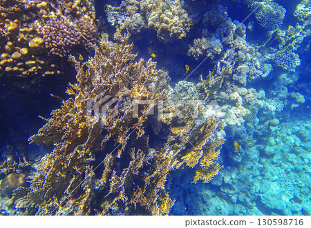 Sea fan coral Gorgonia with staghorn coral Acropora, lobed coral Porites, brain coral Diploria and 130598716