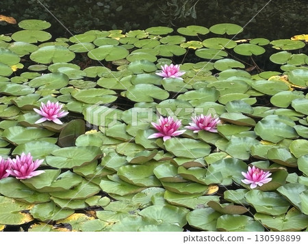Blooming white and pink water lilies in a tropical pond. Beautiful lotus flowers among green leaves 130598899