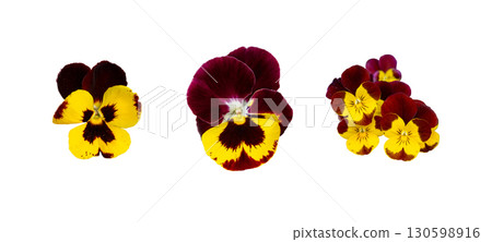 Purple Violet Pansies Isolated, Tricolor Viola Close up, Viola Flowers Set, Heartsease Collection 130598916