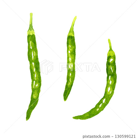 一組青辣椒。手繪水彩畫，描繪蔬菜和調味品。 130599121