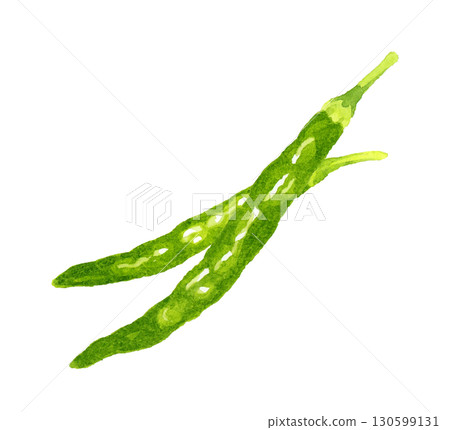 Set of green chili peppers. Hand-drawn watercolor illustration of vegetables and condiments. Set of green chili peppers. Hand-drawn watercolor illustration of vegetables and condiments. 130599131