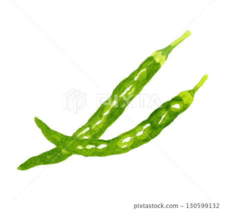 Set of green chili peppers. Hand-drawn watercolor illustration of vegetables and condiments. Set of green chili peppers. Hand-drawn watercolor illustration of vegetables and condiments. 130599132