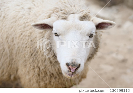 white sheep white sheep 130599313