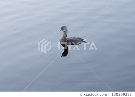 一隻黑嘴鸊鷉漂浮在美國的一個池塘上 130599351