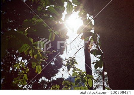 陽光透過森林 130599424