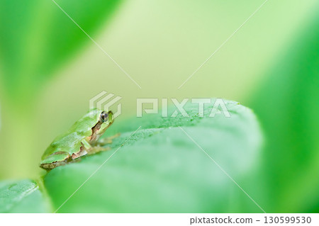 一隻可愛的日本樹蛙側躺在繡球葉上,背景柔和 一隻可愛的日本樹蛙側躺在繡球葉上,背景柔和 130599530