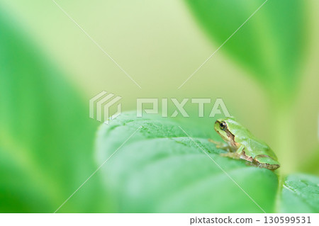 A cute Japanese tree frog lying sideways on a hydrangea leaf with a soft background A cute Japanese tree frog lying sideways on a hydrangea leaf with a soft background 130599531