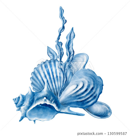 Marine seashells arrangement:twisted spiky seashell,oyster,mussel,ribbed cemicircular seashell,stylized laminaria blue monochrome colors.Hand-drawn watecolor illustration isolated on white 130599587