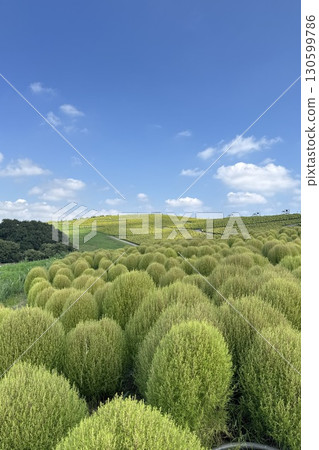Kochia hills seen against a blue sky Kochia hills seen against a blue sky 130599786