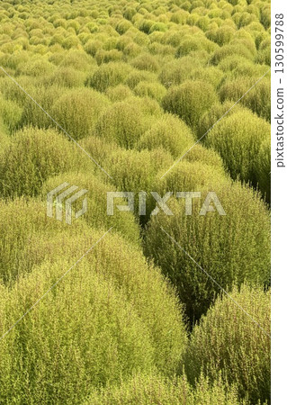 地膚山仰望藍天 130599788