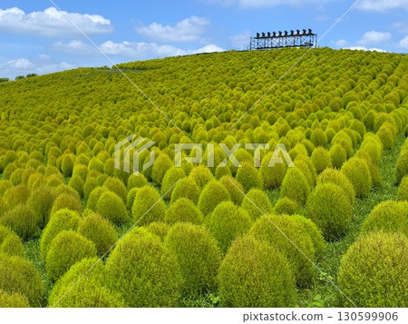 地膚山仰望藍天 130599906