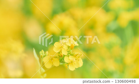 Close-up wide view of rapeseed field mustard greens 130600498