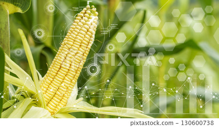 Smart Agriculture. Corn Crop with Digital Technology Overlay 130600738