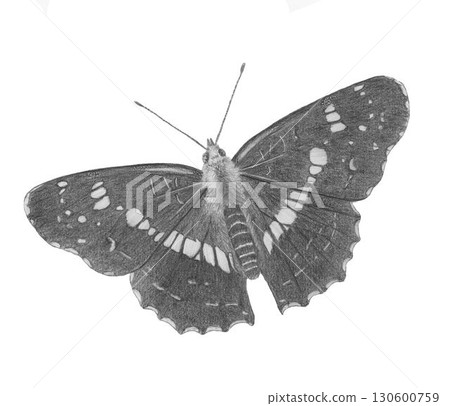 Sakha butterfly _ pencil drawing Sakha butterfly _ pencil drawing 130600759