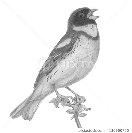 Yellow-breasted Bunting_Pencil drawing 130600760
