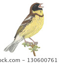 Yellow-breasted Bunting_Colored pencil drawing 130600761