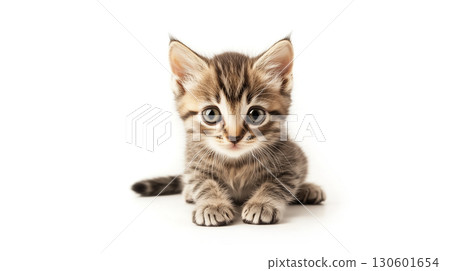 kitten isolated on a white background kitten isolated on a white background 130601654