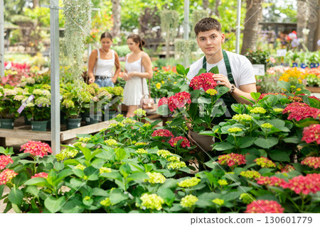 Male flower shop worker takes care of red flowers hydrangea Male flower shop worker takes care of red flowers hydrangea 130601779