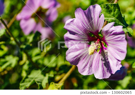 Pink flower close up 130602065