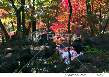 Autumn leaves in Tokyo gardens (autumn image) Autumn leaves in Tokyo gardens (autumn image) 130602300