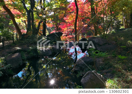 東京花園的秋葉(秋季圖片) 東京花園的秋葉(秋季圖片) 130602301