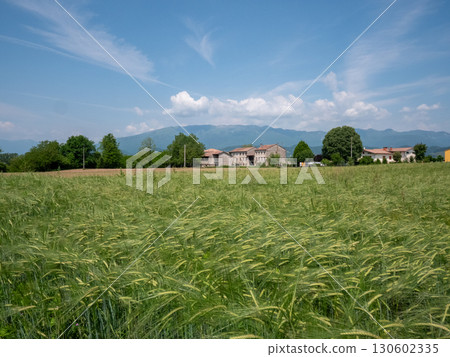 Venetian Countryside Landscape with Traditional Farmhouse Rural Italy 130602335