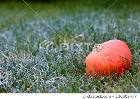 Frosty autumn morning with a pumpkin lying in the grass. Frosty autumn morning with a pumpkin lying in the grass. 130602477
