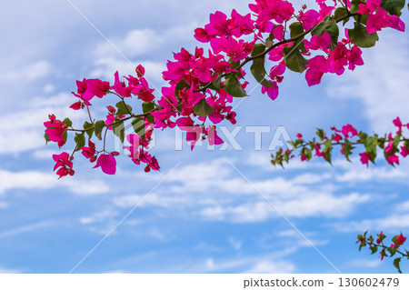 Magenta bougainvillea flowers against the sky with clouds Magenta bougainvillea flowers against the sky with clouds 130602479