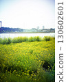 A riverside park where rape blossoms bloom 130602601