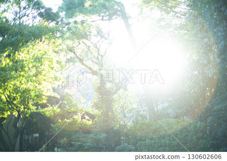 Forest where the sunlight shines 130602606