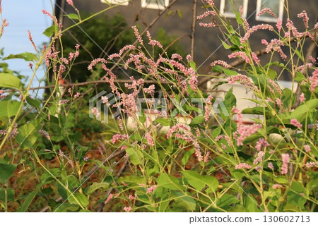 Reddish-purple flower spikes of Polygonum quinqueradiata blooming in a summer field Reddish-purple flower spikes of Polygonum quinqueradiata blooming in a summer field 130602713