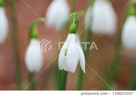 White lily of the valley flowers, snowdrops 130603397
