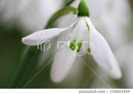 Snowdrop in full bloom 130603404