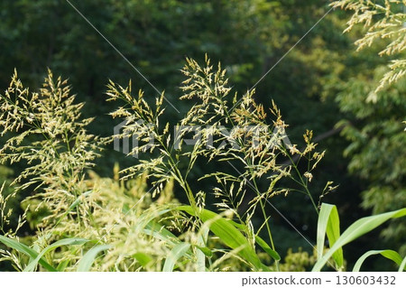 玉米花穗，2025年 130603432