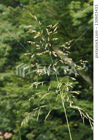 玉米花穗，2025年 130603433