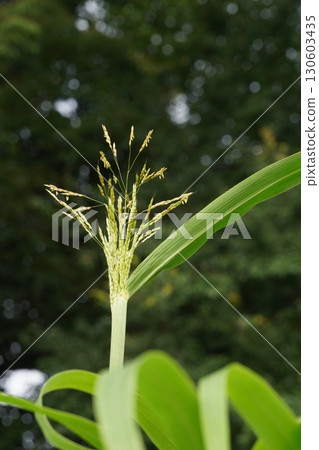 玉米花穗,2025年 玉米花穗,2025年 130603435