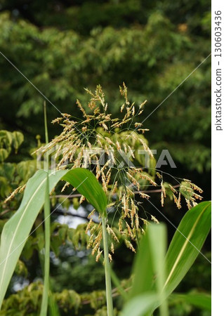 玉米花穗,2025年 玉米花穗,2025年 130603436