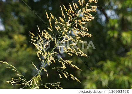 玉米花穗,2025年 玉米花穗,2025年 130603438