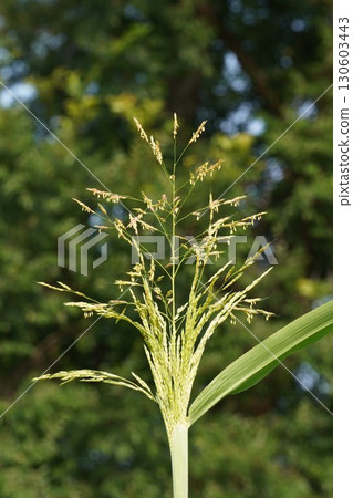 玉米花穗，2025年 130603443