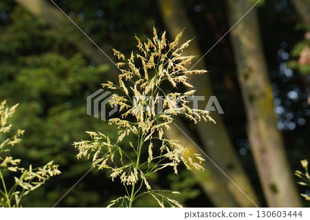 玉米花穗，2025年 130603444