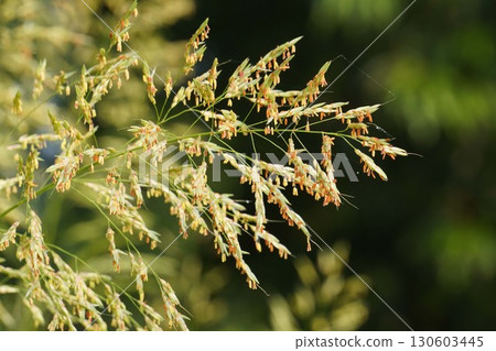 Corn flower spikes, 2025 130603445