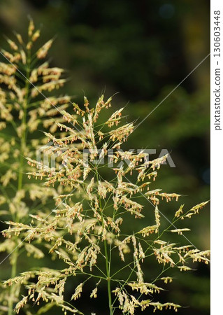 玉米花穗,2025年 玉米花穗,2025年 130603448