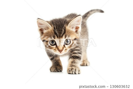 kitten isolated on a white background kitten isolated on a white background 130603632