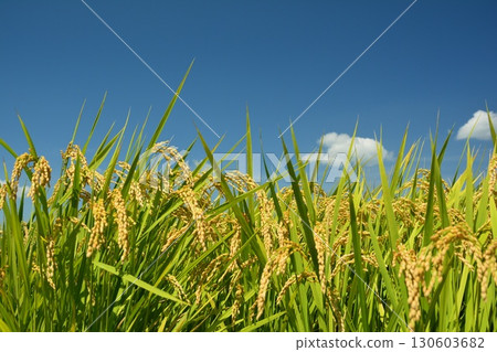 果子米秸杆和藍天 130603682