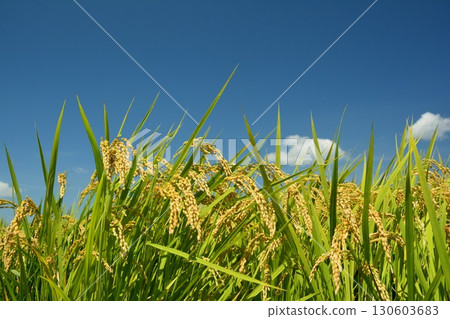 果子米秸杆和藍天 130603683