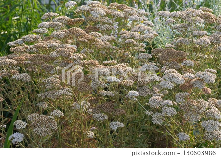 Dried yarrow flowers, July 2025 Dried yarrow flowers, July 2025 130603986
