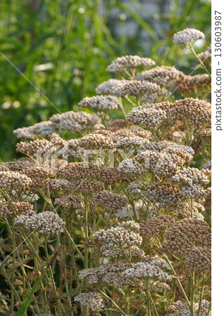 Dried yarrow flowers, July 2025 130603987